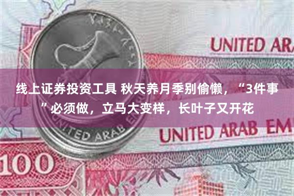 线上证券投资工具 秋天养月季别偷懒，“3件事”必须做，立马大变样，长叶子又开花